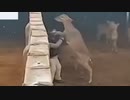 ホモと見る女vsシカ