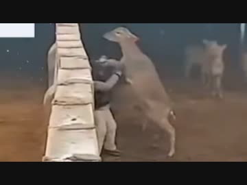 ホモと見る女vsシカ