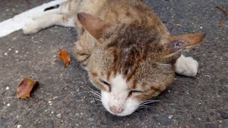 駐車場にいた野良猫をモフモフしてみたら懐いてきた