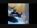 【ショート】自分で毛繕いを試みるも…うまくいかず（子猫チャオの挑戦）