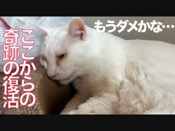 輝きを失った宝石獣、奇跡の復活を遂げる