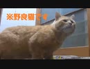 入ってきたか…【野良猫】