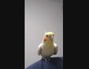 歌うオカメインコ