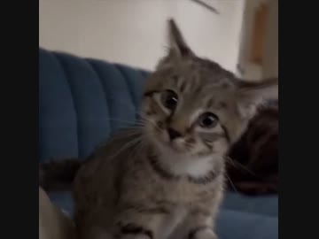 ホモと見る犬のように鳴く猫