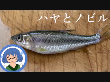 霊夢さんは貧乏すぎて雑草を食べるようです②「ノビル」