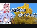 【自転車車載】正法寺のイチョウを見てきたよ【鳴花ミコト】