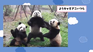 【2ch動物スレ】パンダはかわいいだけやないで！ ケツ○○な丸出しwww