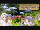 きせつの旅 さぶすぴーしーず　2023. June ぱーと2！の前編！　京都の紫陽花 編