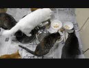 今週のおやつ（本隊）【蒼民家の猫々】