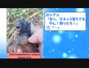 【2ch動物スレ】ロシア人「おっ、子ネッコ落ちてるやん！飼ったろ！」□「…」