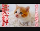 美少女保護子猫、かわいすぎて卒業が早まる