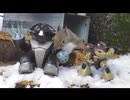 家の裏で野鳥とニホンリスを眺める　その2の中編