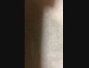 素人が適当にメロディ作ってみた5