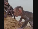 小モンキー　自然に帰る訓練で自然保護区砂丘で遊んでいた所お互いに足を引っ張り合うポキガリ