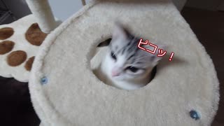 【マンチカンの子猫】キャットタワーでもぐらたたき｜びびちゃんねる