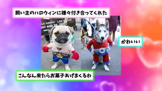 【2ch動物スレ】人間を超えた！！！ 犬が全力で反復横跳びwww