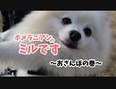 ポメラニアンのミルです[おさんぽ編]