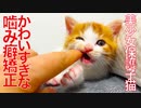 美少女保護子猫、かわいすぎな噛み癖矯正をする
