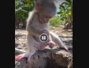 小モンキー　自然界でとんでもない場所をアントに好かれてしまう