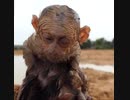 小猿　自然保護区の砂丘で遊んでいた所またもや足を引っ張り合いスフィンクス猿が誕生する