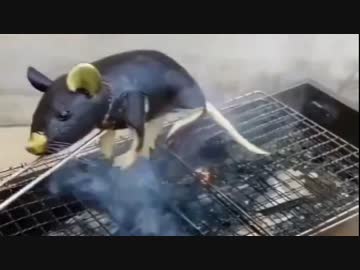 ホモと見るヴィーガンのための料理