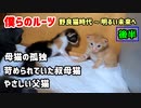 【半年の記録】野良猫時代～保護～子猫誕生～成長【後半】
