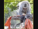 小モンキー　罠にかかった猿を助けようとめり込ませる狂気の大人猿