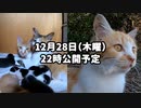子猫たちのルーツ