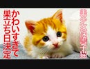 美少女保護子猫、かわいすぎて巣立ち日決定