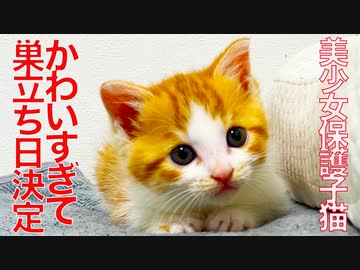 美少女保護子猫、かわいすぎて巣立ち日決定