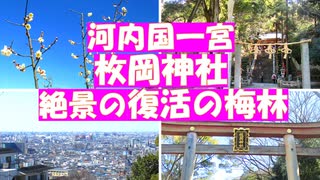 河内国一之宮枚岡神社　梅輪紋ウイルスで伐採後、復活した梅林！　大阪平野を見おろす絶景の元春日の神社の由緒ある梅林