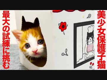 美少女お利口保護子猫、最大の試練に挑む