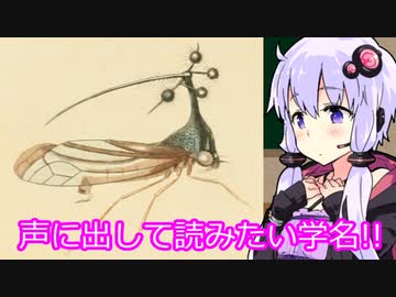 【声に出して読みたい学名】ゆかりの淫辞苑【ヨツコブツノゼミ】
