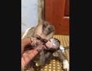 小猿　餌を喰いたい保護小猿