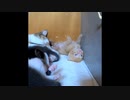 子猫の成長記録 Vol.2【生後0日～21日】