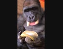 ホモと見るバナナのスマートな食い方