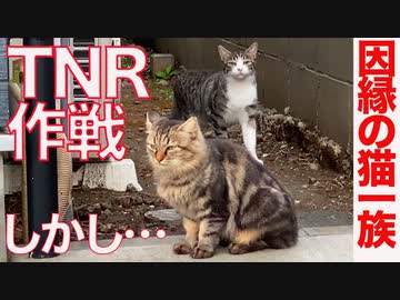 因縁の猫一族へのTNR作戦、ついに実行されるも…