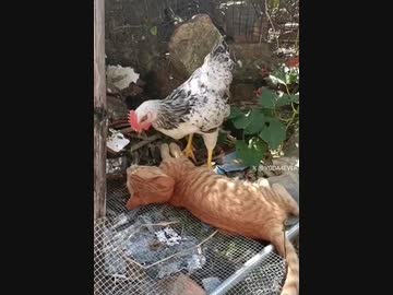 ホモと見る仲良しな鶏と猫
