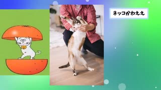 【2ch動物スレ】サザエさんのリアルたま発見されるwwwwwww