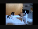 【ショート】今年最後にダンスしちゃう子猫