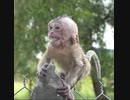 小猿　自然を満喫しアスレチックで遊ぶ保護猿