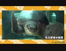 【ポケモンSV】水族館パ対戦ラジオ5【ダブルランク・シーズン13】