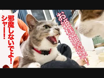因縁のお姫様猫、甘えを邪魔され激怒する