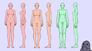 絵描きの知らない骨格タイプの話