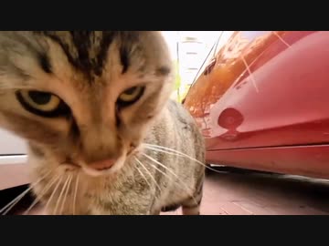 ホモと見る猫視点で見る猫バトル動画