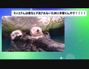 【2ch動物スレ】人間のお手伝いをするラッコ　発見される！！動きも最高ww