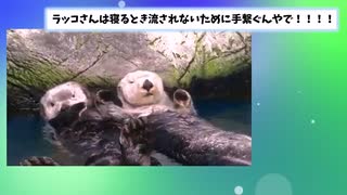 【2ch動物スレ】人間のお手伝いをするラッコ　発見される！！動きも最高ww