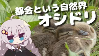 都会という自然界に生きるオシドリ 美しき翼に魅せられて＃９【野鳥観察】