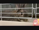 【ウサギ】うさうさざつだん　十二月号【琴葉茜】
