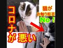 【悲報！！】猫が構ってくれない｡ﾟ(ﾟஇωஇﾟ)ﾟ｡